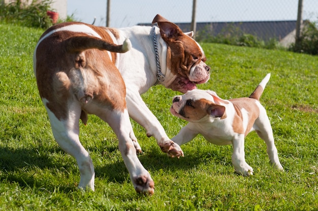 Cachorro de Bulldog americano divertido con perro adulto madre