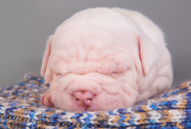 Cachorro de bulldog americano durmiendo en gris