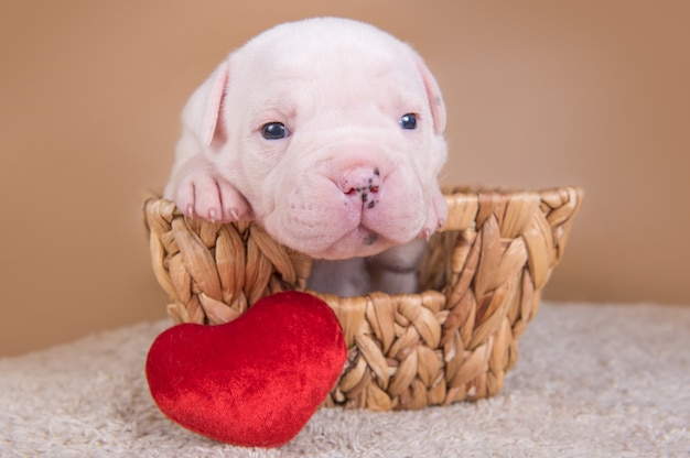 Foto cachorro bulldog americano engraçado em uma cesta