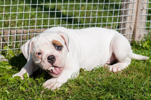 Cachorro de Bulldog americano está comiendo una pata de pollo en la naturaleza