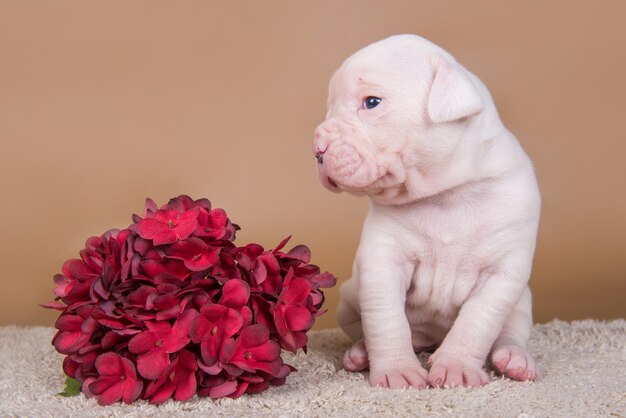 Cachorro de bulldog americano en gris