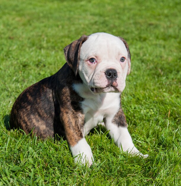 Cachorro Bulldog Americano jugando en la naturaleza