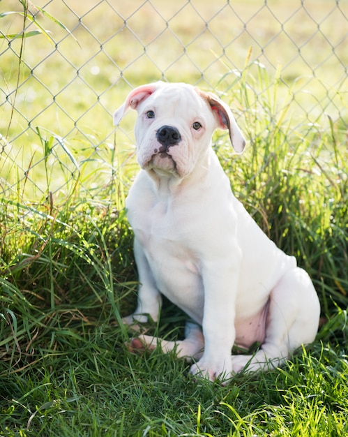 Cachorro Bulldog Americano en la naturaleza