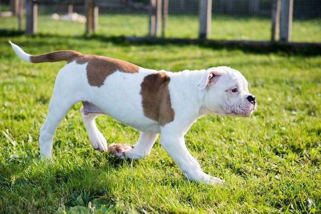 Cachorro Bulldog Americano en la naturaleza