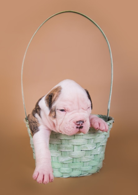 Cachorro Bulldog Americano sentado em uma cesta