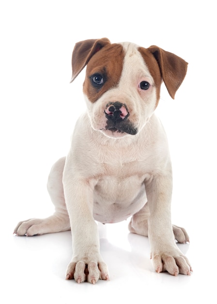 Cachorro bulldog americano sobre fondo blanco.