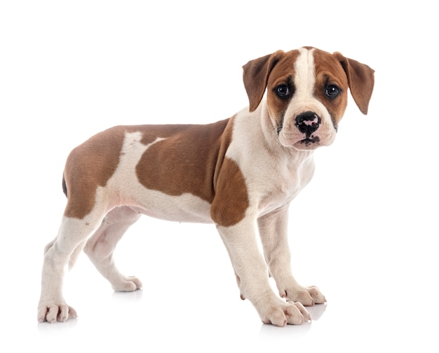 Cachorro bulldog americano sobre fondo blanco.