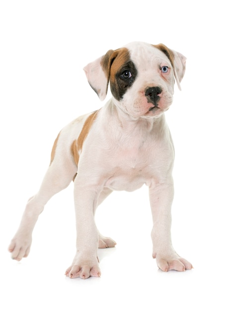 Cachorro de bulldog americano