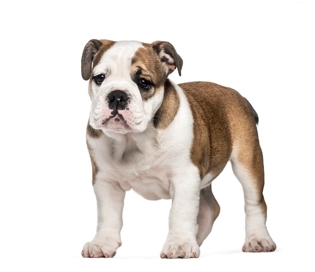 Cachorro Bulldog Francês, 10 semanas de idade, na frente de um fundo branco