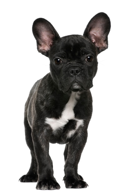 Batpig & Me Tumble It Bulldog, Bulldog puppies, French bulldog