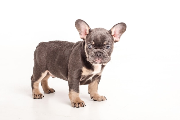 Cachorro de bulldog francés aislado en blanco