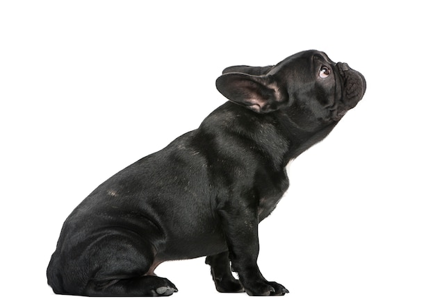 Cachorro de bulldog francés aislado en blanco