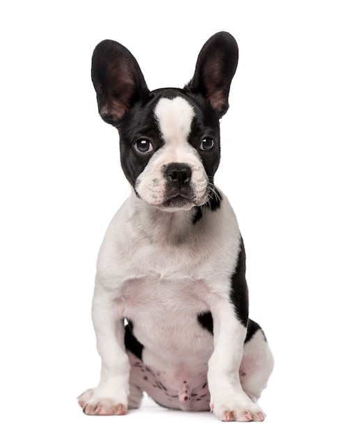 Cachorro de bulldog francés aislado en blanco