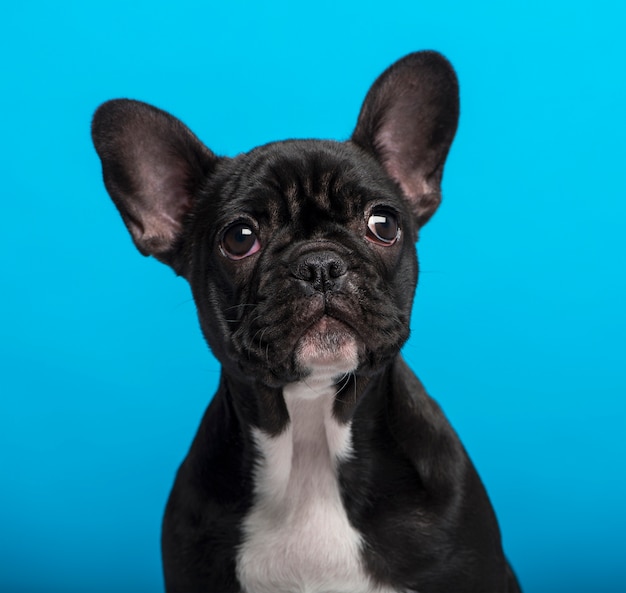 Cachorro de Bulldog Francés aislado sobre fondo azul.