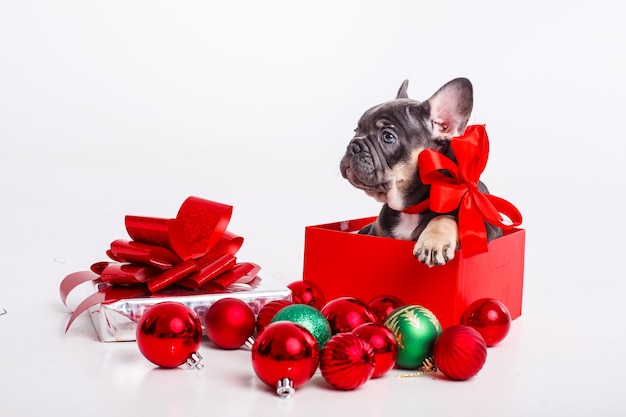 Cachorro de bulldog francés en caja de regalo con bolas de Navidad aislado en blanco