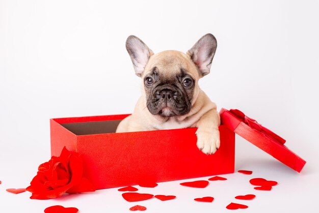 Cachorro de bulldog francés en caja roja día de san valentín sobre fondo blanco