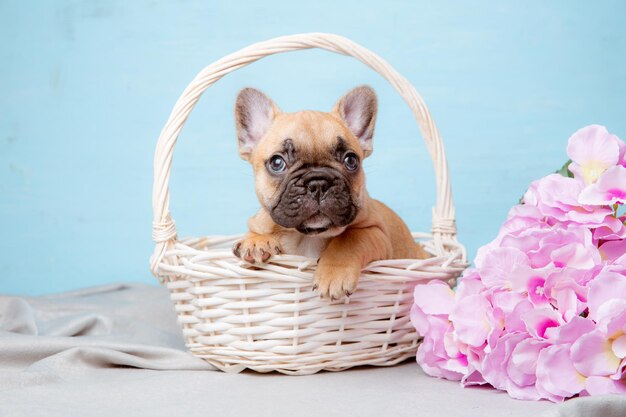 Un cachorro de bulldog francés en una canasta sobre un fondo azul con flores de primavera