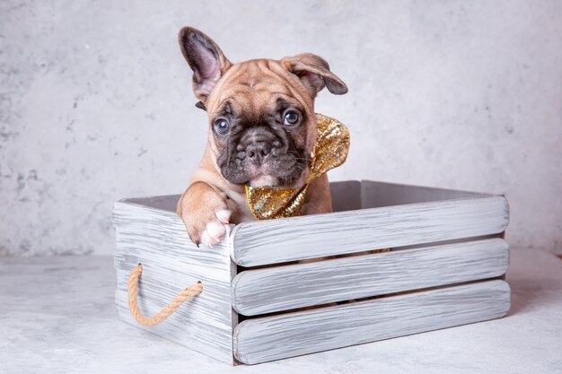 Un cachorro de bulldog francés en una canasta