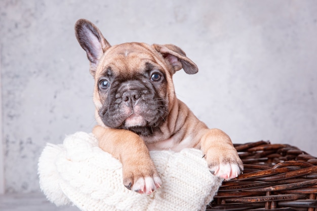 Un cachorro de bulldog francés en una canasta