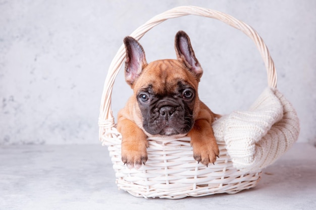 Un cachorro de bulldog francés en una canasta