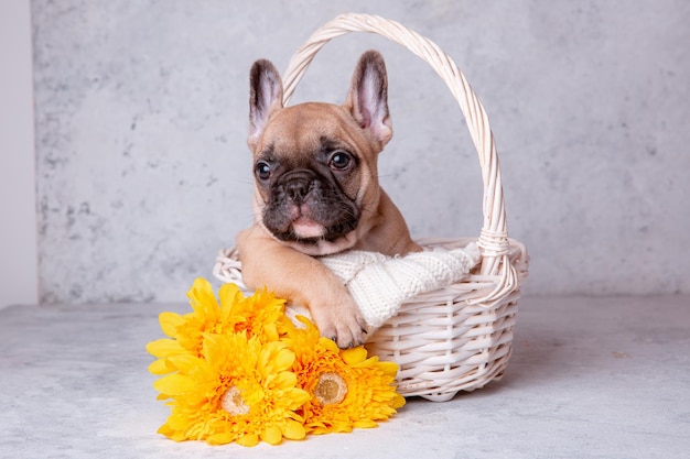 Un cachorro de bulldog francés en una canasta