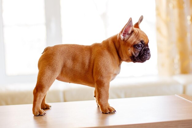 Un cachorro de bulldog francés en casa