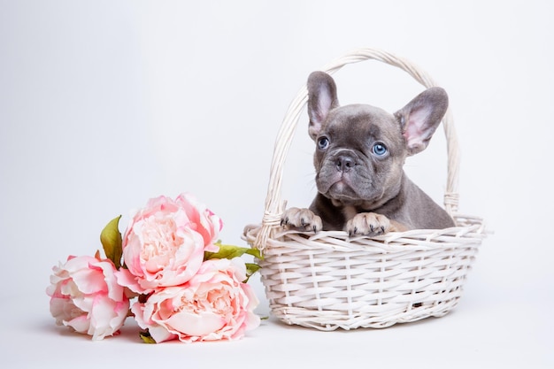 Un cachorro de bulldog francés en una cesta con flores sobre un fondo blanco.