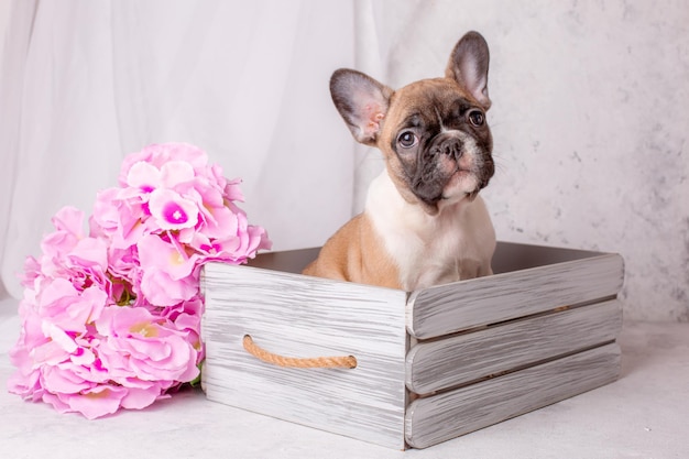 Cachorro de bulldog francés en una cesta con flores sobre un fondo blanco.