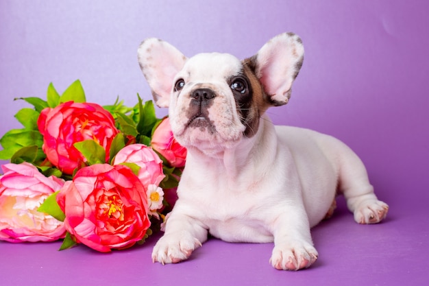 cachorro bulldog francês com flores em fundo roxo