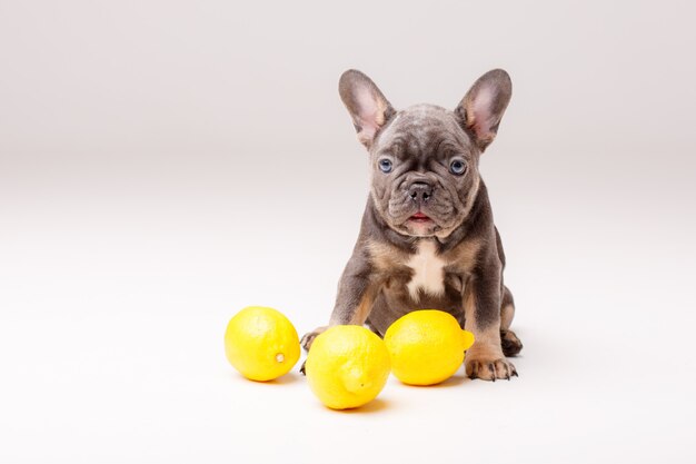 Cachorro Bulldog Francês com Limões