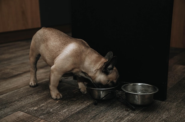 Cachorro de bulldog francés comiendo de platos para mascotas.