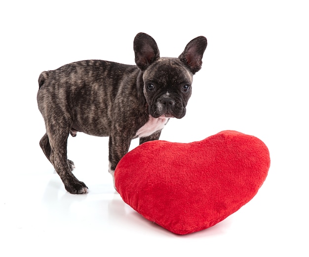 Cachorro de bulldog francés en el día de San Valentín en superficie blanca