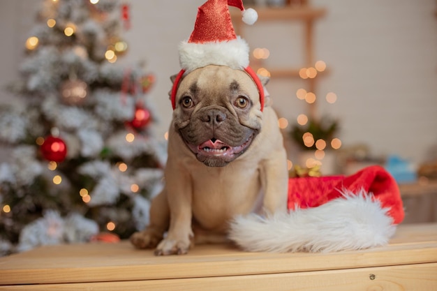 Cachorro de bulldog francés divertido en casa en el fondo de un árbol de Navidad Año Nuevo