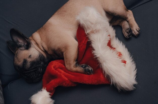 Foto cachorro bulldog francês dormindo no sofá com chapéu de papai noel