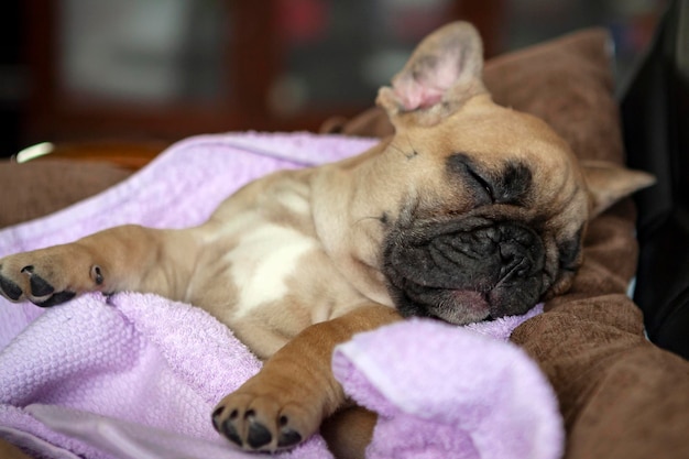 Cachorro de bulldog francés duerme dulcemente