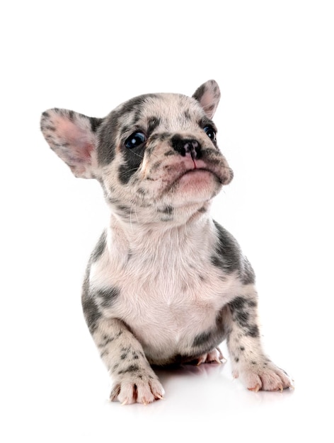 Cachorro bulldog francês em estúdio