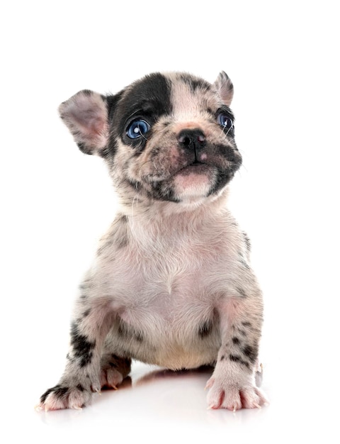 Cachorro bulldog francês em estúdio