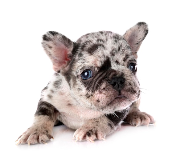 Cachorro bulldog francés en estudio