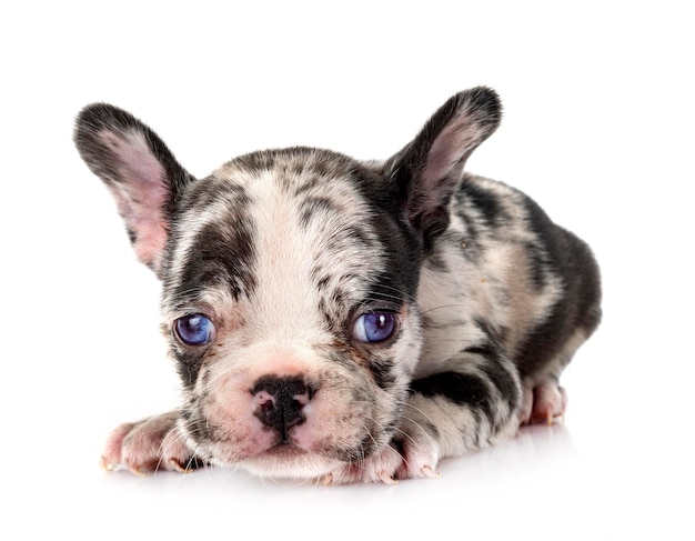 Cachorro bulldog francés en estudio