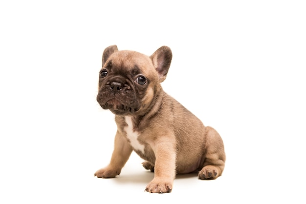 Cachorro Bulldog Francés Fawn contra el fondo blanco. Lindo perrito.