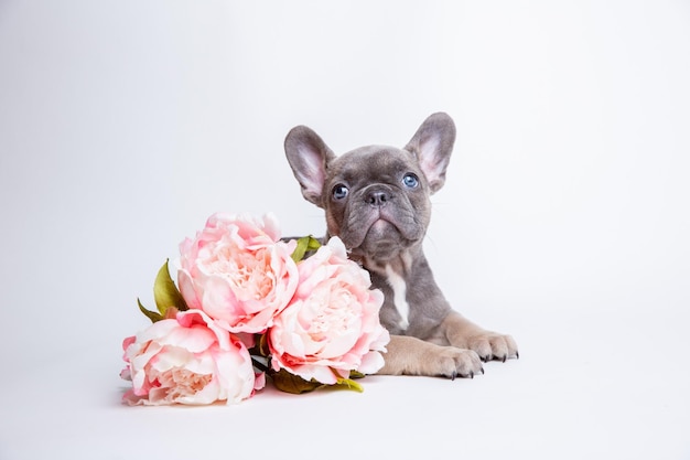 Cachorro de bulldog francés con flores de primavera sobre un fondo blanco.