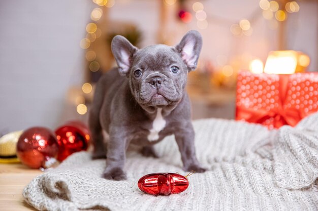 Un cachorro de bulldog francés en un fondo de Año Nuevo lindas mascotas