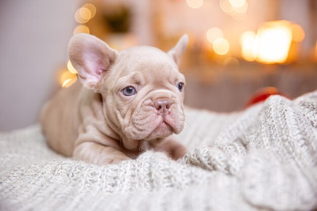 Un cachorro de bulldog francés en un fondo de Año Nuevo lindas mascotas