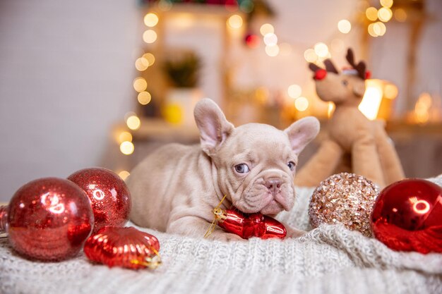 Un cachorro de bulldog francés en un fondo de Año Nuevo lindas mascotas