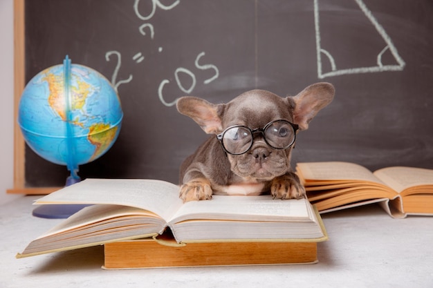 Un cachorro de bulldog francés en el fondo de una pizarra con gafas y libros