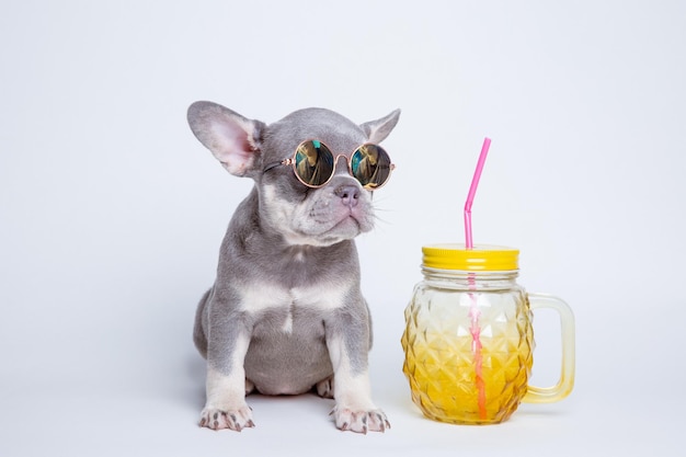 Un cachorro de bulldog francés con gafas de sol en un fondo blanco el concepto de humor recreativo