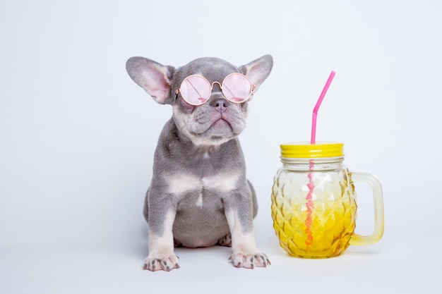 Un cachorro de bulldog francés con gafas de sol en un fondo blanco el concepto de humor recreativo