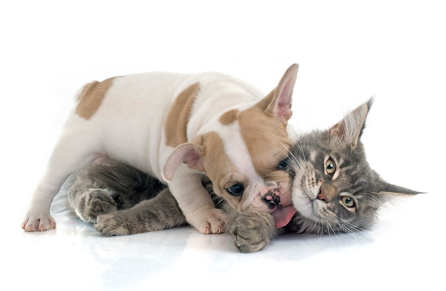 Cachorro bulldog francés y gato