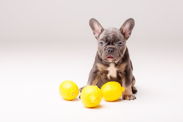 Cachorro de bulldog francés con limones