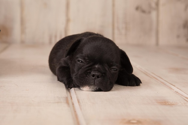 Cachorro de bulldog francés negro durmiendo en un piso de madera